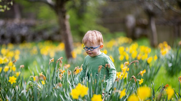 Toddler amongst a sea of yellow daffodils at Sizergh. He is wearing a green jumper and blue glasses.